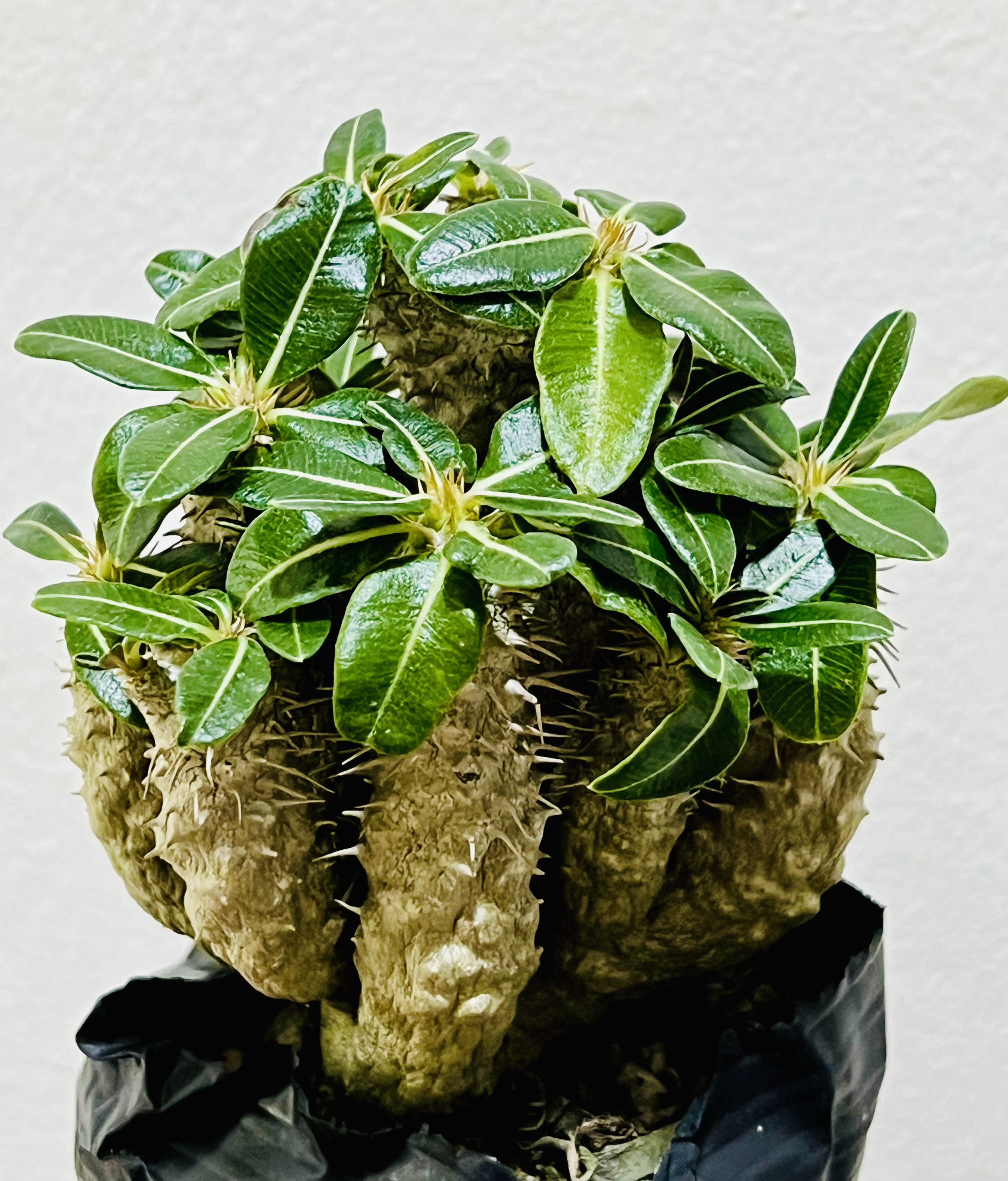 Pachypodium Collection