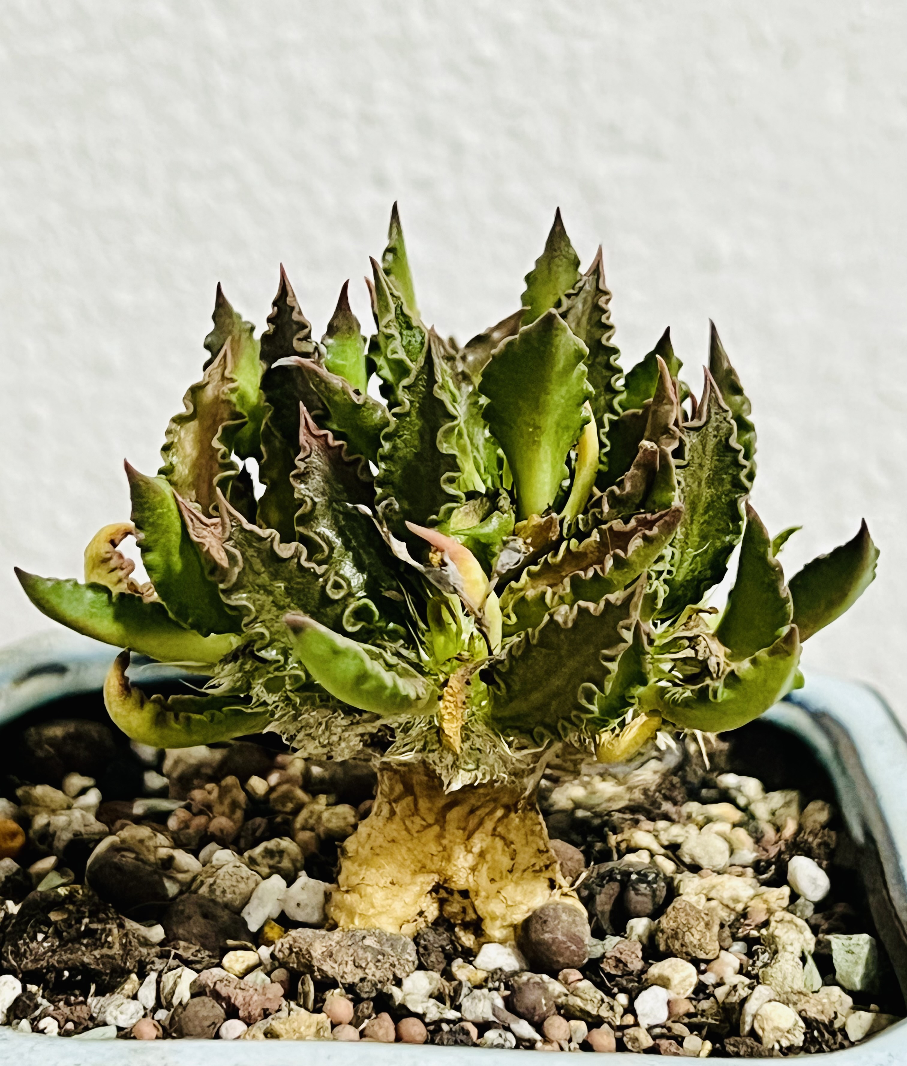 Euphorbia collections